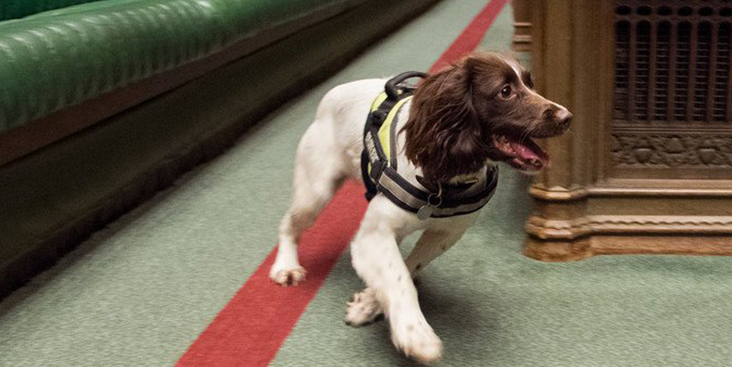 An image of a working dog in the Commons Chamber