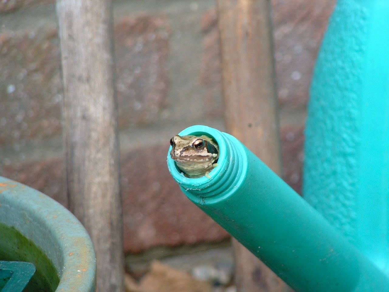 Frog poking out of the spout of a watering can.