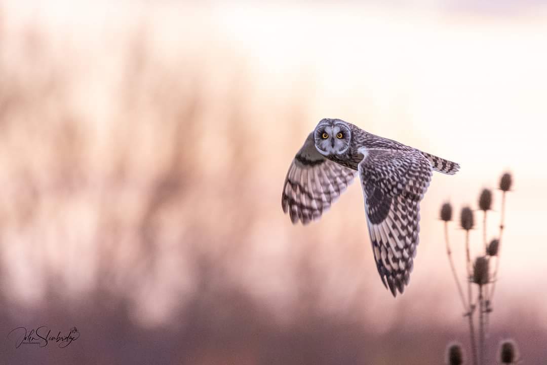 Owl in flight at dusk