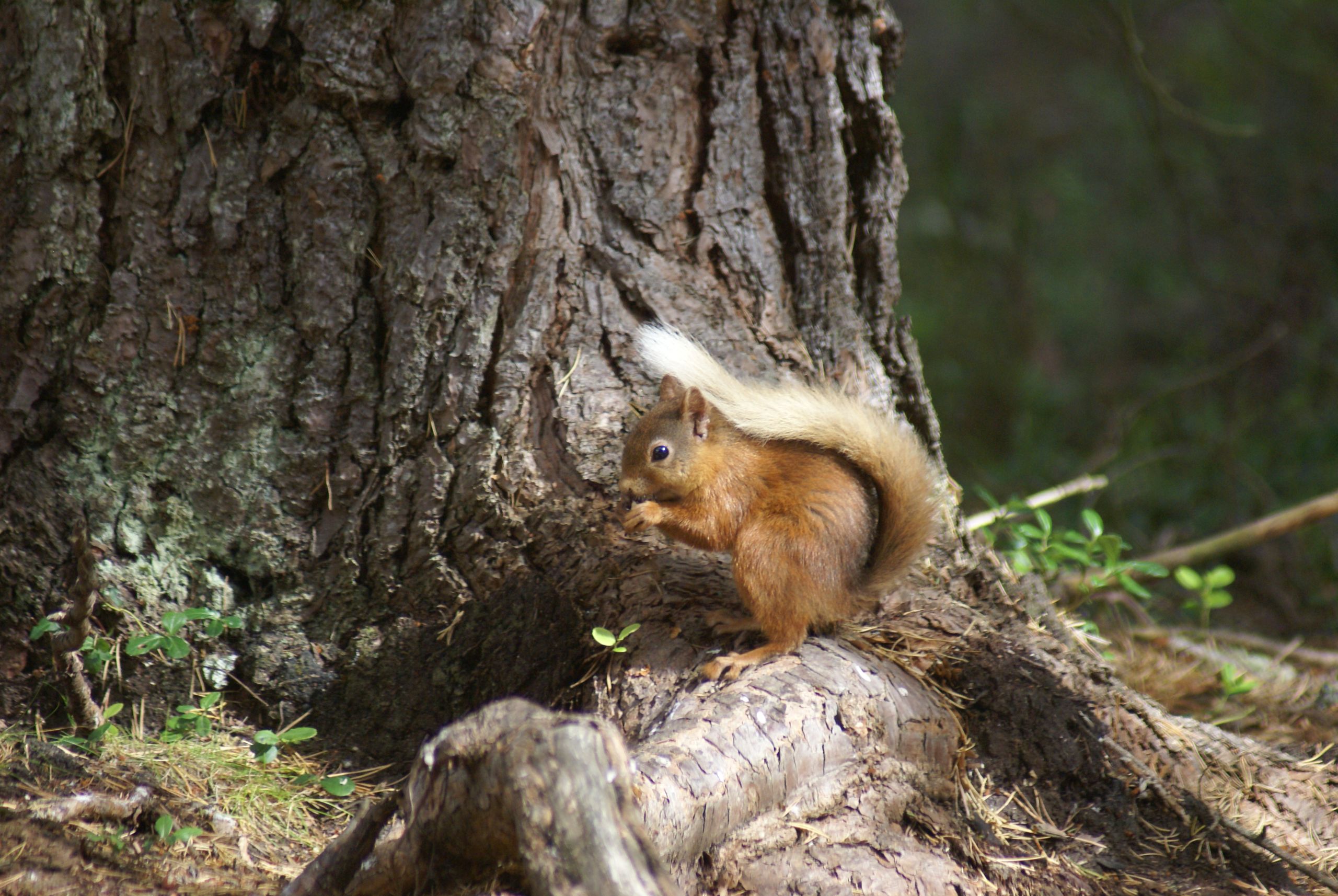 Squirrel at the base of a tree, eating
