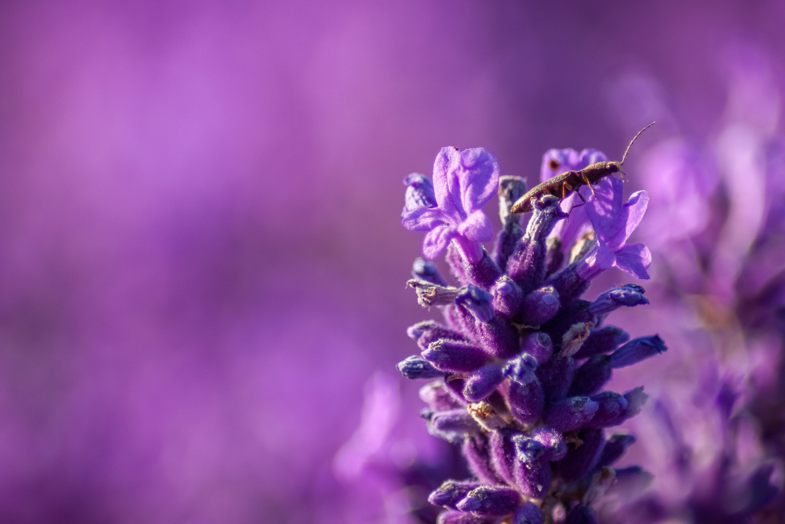 common shield beetle on lavender in front of a purple background