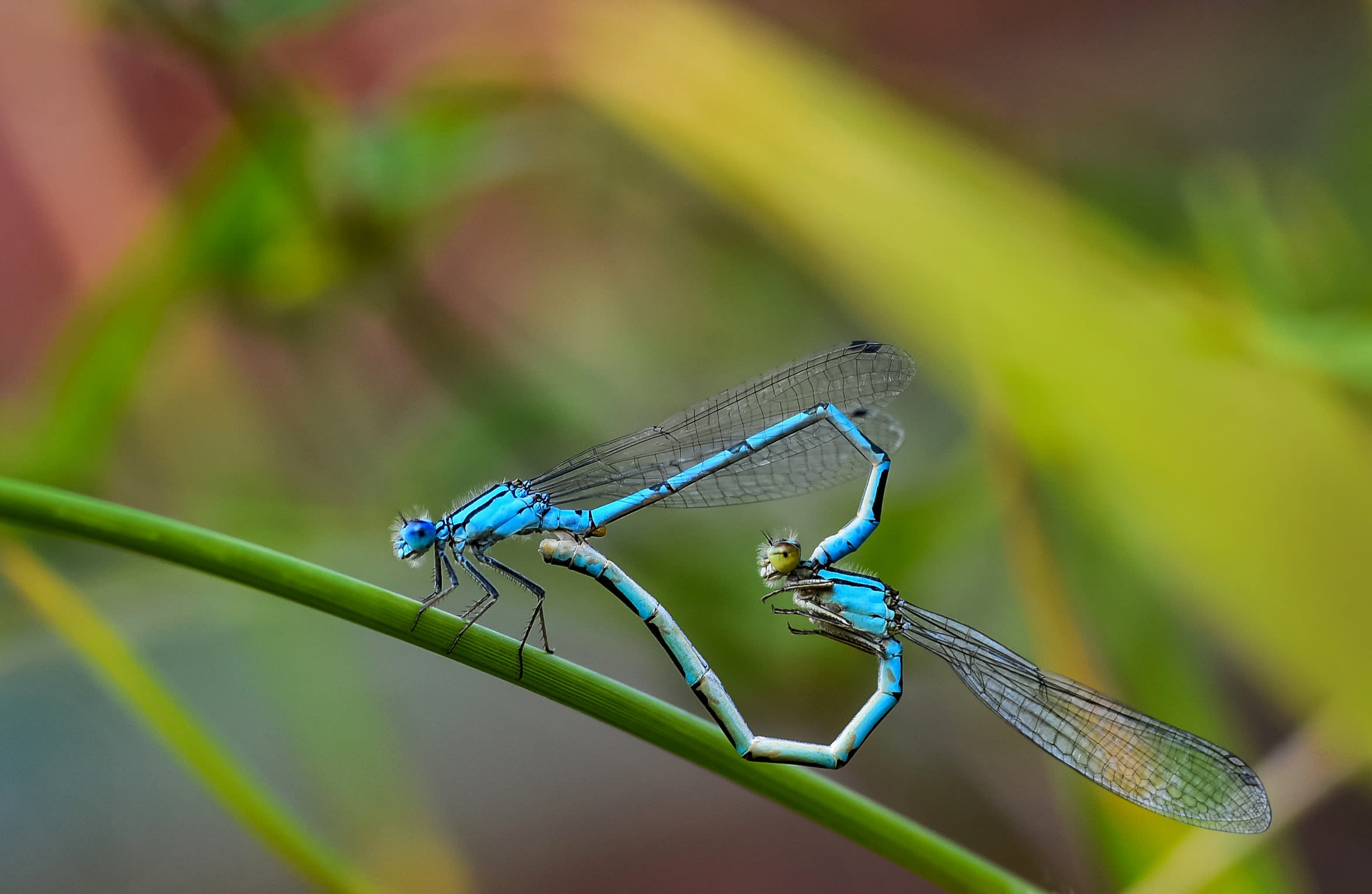 Two bright blue damselflies in the shape of a heart against a green background