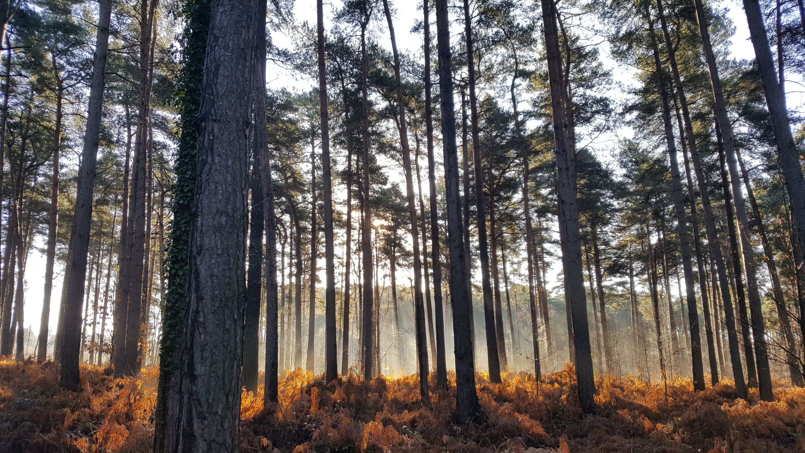 Sunset filtering through a forest