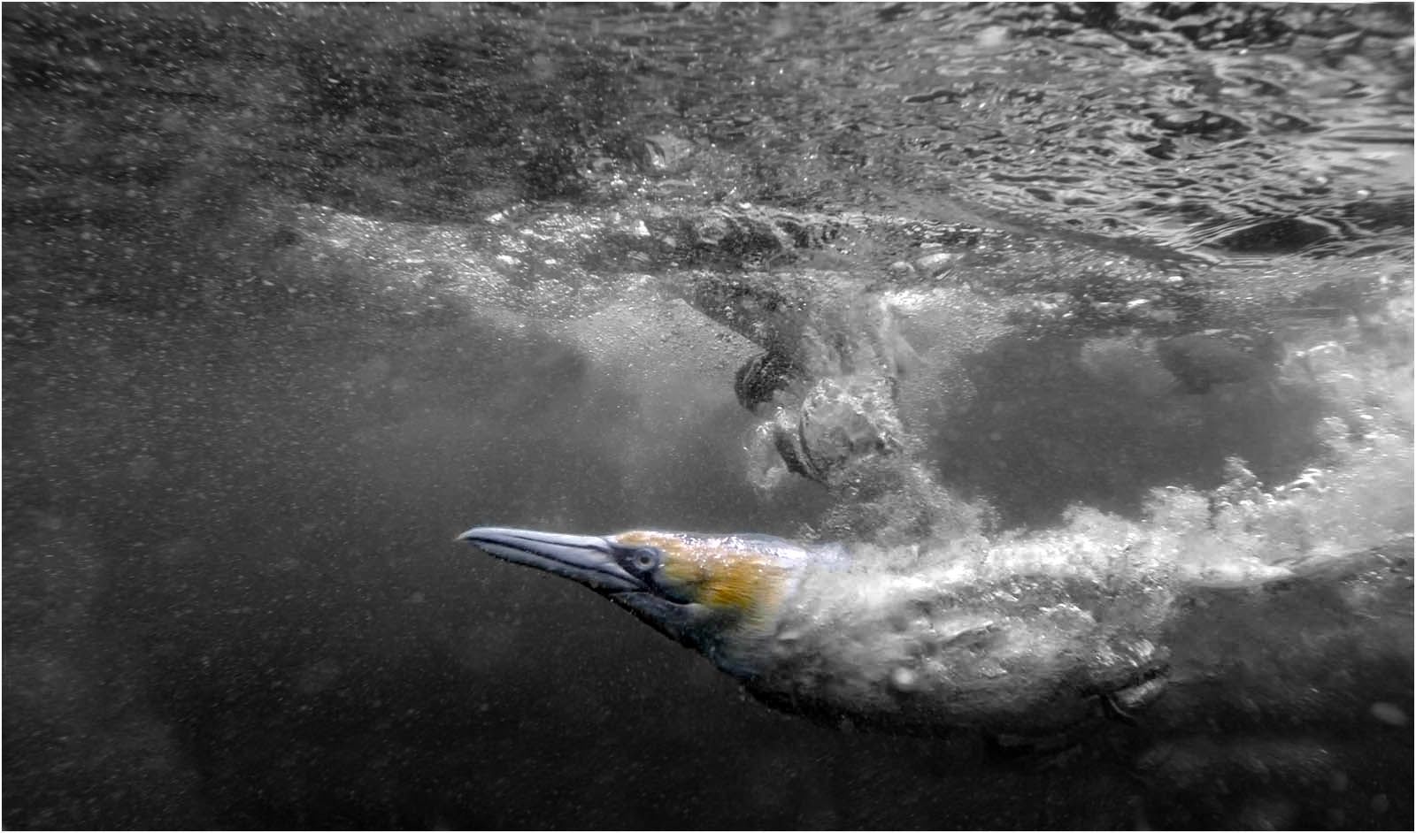 A Northern Gannet bird diving underwater in black and white, except for its head in blue and yellow