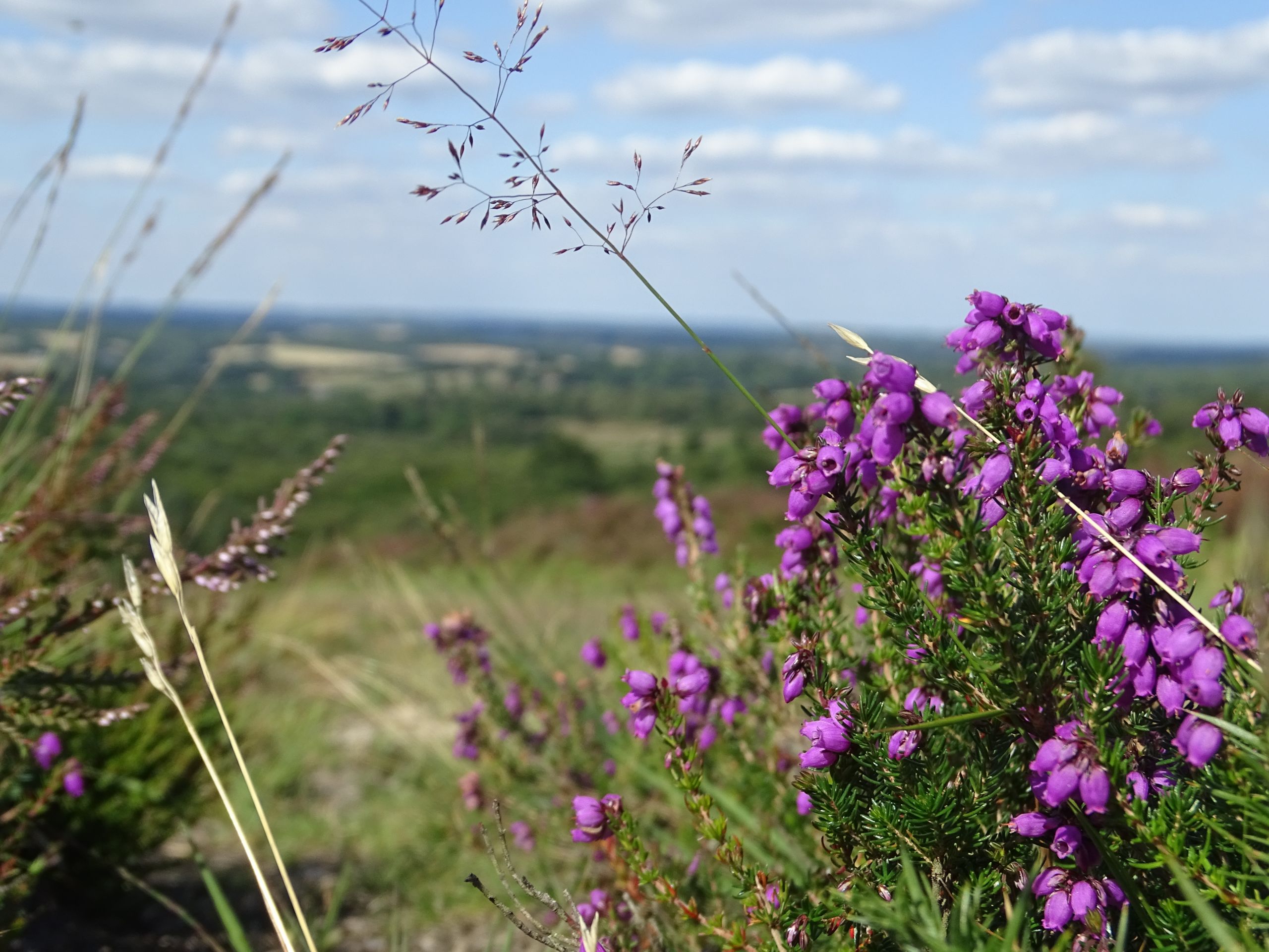Purple heather in bloom against a rolling green background