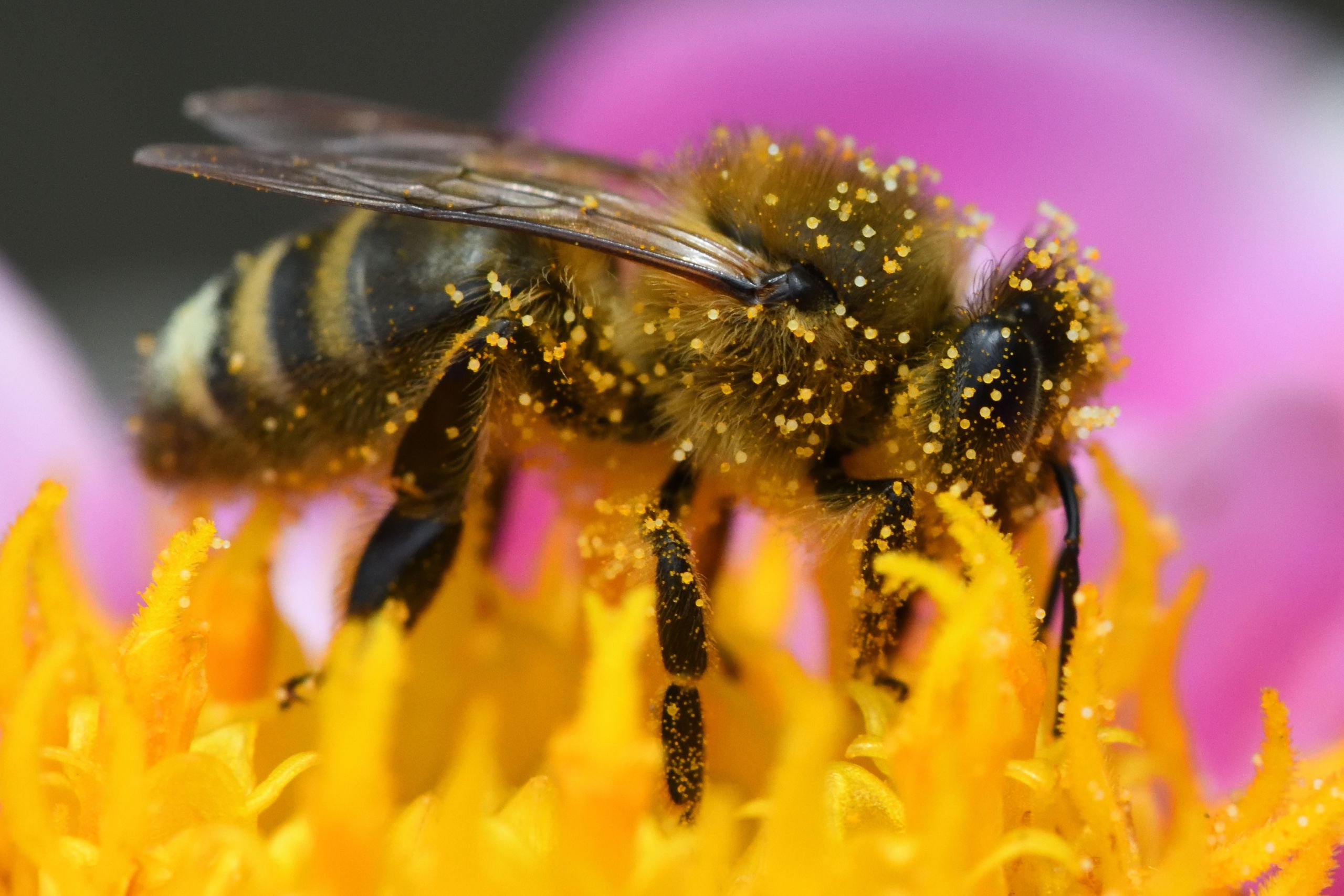 bee covered in pollen on a pink dahlia