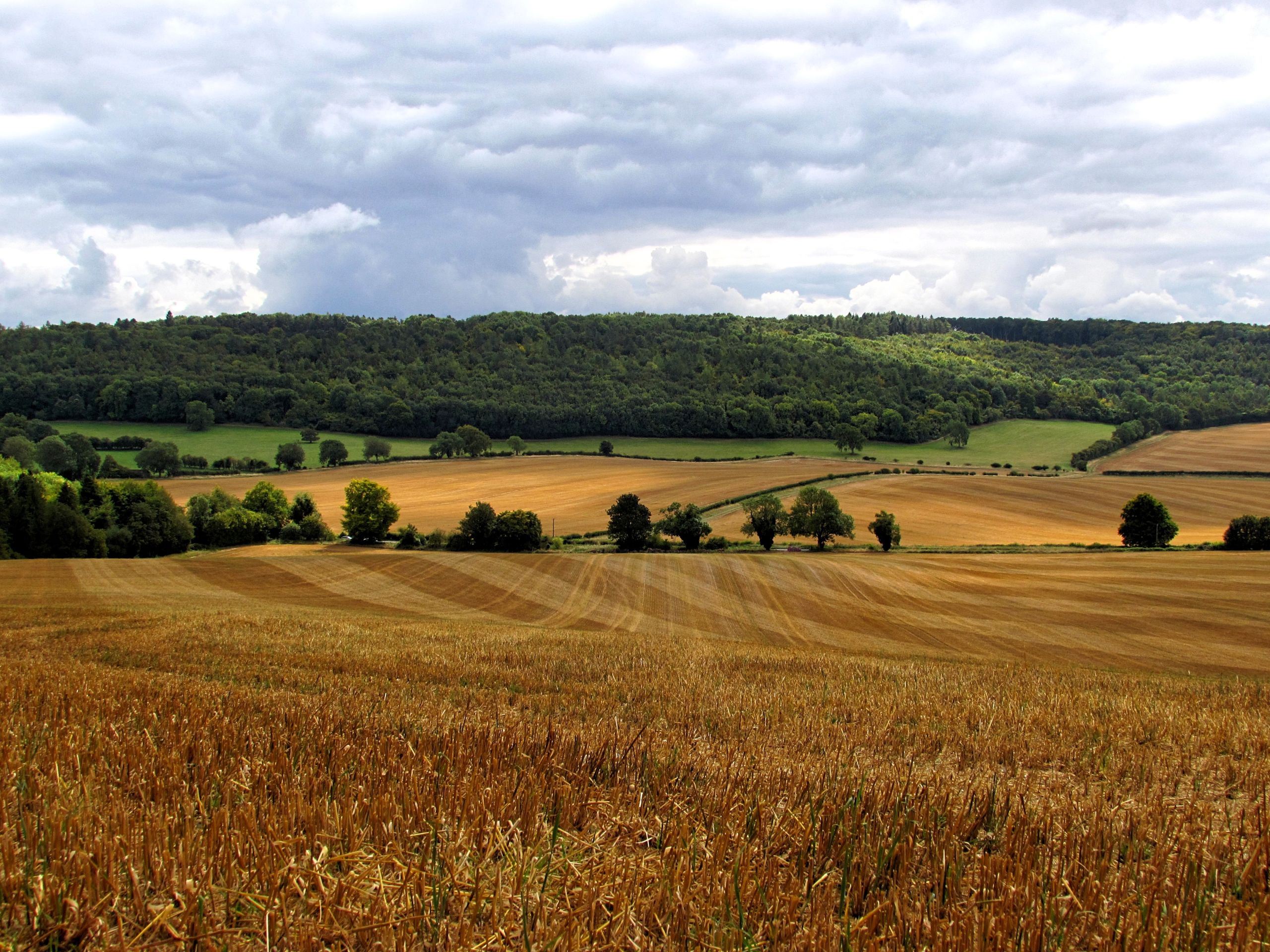 decorative image of hay fields