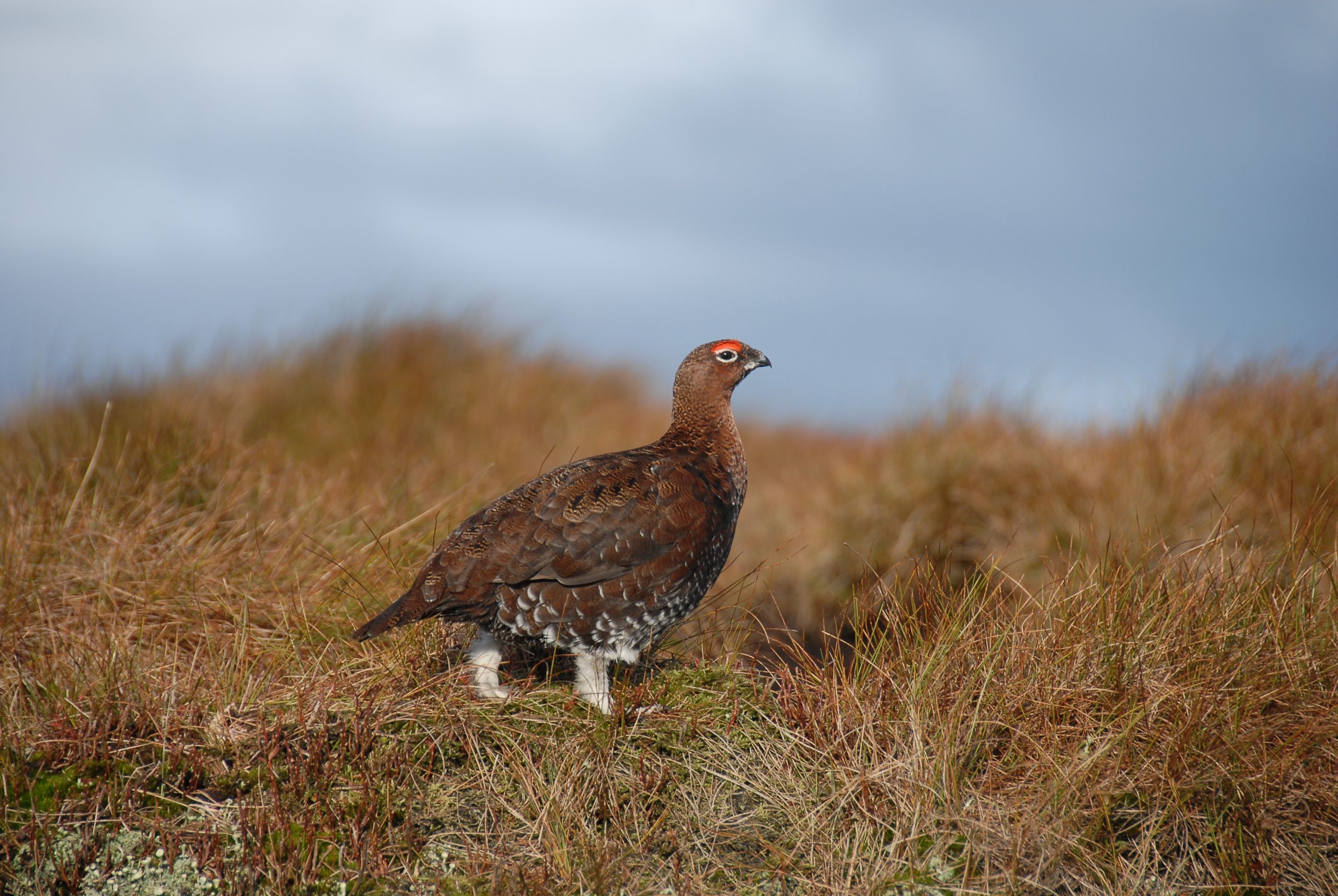 Image of a Grouse bird walking across moorland grass